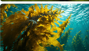 02_fucoxanthin_refined